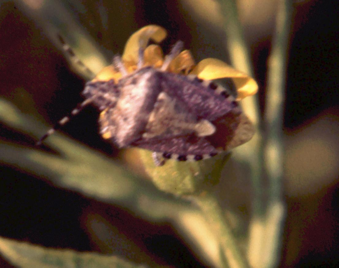 Dolycoris baccarum